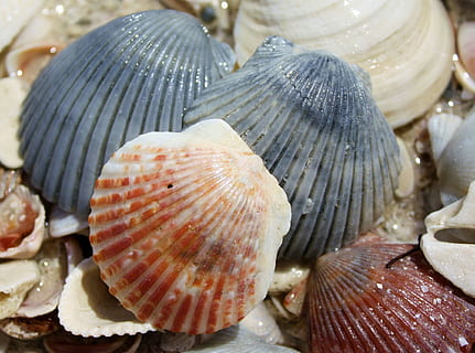 strand, schelpen, zand, schelp, zeevruchten, dier, eten en drinken, detailopname, voedsel, geen mensen, dieren schaal, zeeschelp, versheid, dierenleven, schulp, binnenshuis, stilleven, gezond eten, welzijn, grote groep objecten, vis, rauw eten, groep objecten, 1080P, CC0, publiek domein, royaltyvrij