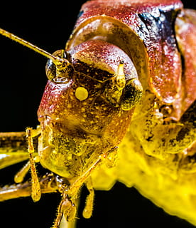 cavalletta, viridissima, insetto, spavento, chitina, vicino, avvicinamento, animale, natura, macro, temi animali, un animale, invertebrato, animali allo stato selvatico, fauna selvatica, parte del corpo animale, antenna animale, nessuno, concentrarsi sulle conoscenze acquisite, occhio animale, giallo, occhio, primo piano estremo, girato in studio, all'aperto, sfondo nero, testa di animale, 4K, CC0, dominio pubblico, privo di copyright
