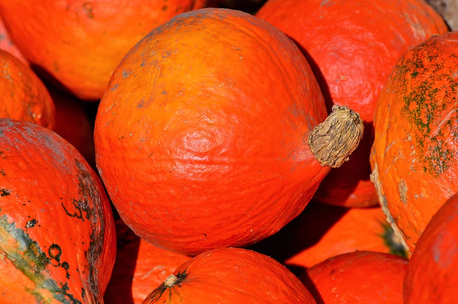 zucca, frutta, arancia, autunno, cucurbita maxima, scegliere, grande, enorme, cibo, verdure, commestibile, mangiare, decorazione, frutti autunnali, raccogliere, Halloween, cibo e bevande, mangiare sano, benessere, colore arancione, freschezza, nessuno, fotogramma intero, avvicinamento, natura morta, rosso, mercato, sfondi, verdura, grande gruppo di oggetti, giorno, abbondanza, maturo, gruppo di oggetti, all'aperto, 5K