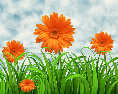 oranžový, květiny gerbera, bílý, nebe tapety, květiny, Příroda, nebe, Pozadí, margaritas, tráva, pod širým nebem, květ, kvetoucí rostlina, rostlina, svěžest, okvětní lístek, křehkost, zranitelnost, květu hlavy, krása v přírodě, květenství, růst, oranžová barva, detail, zelená barva, žlutá, nikdo, pole, mrak - nebe, venku, jaro, pyl, záhon, 4K, CC0, veřejná doména, bez autorských práv