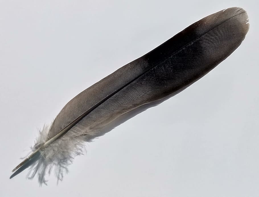 Vogelfeder, grau, schwarz, Natur, Fauna, Australien, Feder, Studioaufnahme, einzelnes Objekt, Federkiel, keine Leute, Nahansicht, Leicht, kopieren sie platz, Weichheit, drinnen, schwarze Farbe, Tinte, weißer Hintergrund, alt, Verletzlichkeit, Papier-, Einfachheit, 1080P
