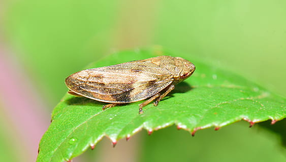 insetto, strano insetto, macro, minuscolo, natura, diversità, puntura, strambo, strano, Ali, dettaglio, animali, parte vegetale, animale, colore verde, temi animali, foglia, un animale, fauna selvatica, invertebrato, animali allo stato selvatico, avvicinamento, nessuno, messa a fuoco selettiva, giorno, all'aperto, pianta, parte del corpo animale, bellezza nella natura, 4K, CC0, dominio pubblico, privo di copyright
