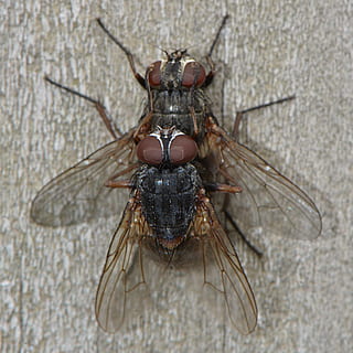 flyve, insekter, dyr, formering, parrer sig, makro, vinger, samleje, et dyr, dyre temaer, dyreliv, dyr i naturen, insekt, edderkop, hvirvelløse, tæt på, dyrefløj, ingen mennesker, flue, natur, zoologi, leddyr, dag, dyr kropsdel, murbygningsfunktion, udendørs, høj vinkel visning, giftig, dyr øje, 4K, CC0, offentligt domæne, royaltyfrie