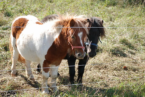 ponis, pequeña, caballos, acoplamiento, paseo, granja, animal, naturaleza, hierba, prado, pasto, escena rural, mamífero, al aire libre, agricultura, caballo, marrón, campo, temas de animales, animales domesticos, nacional, ganado, mascotas, vertebrado, tierra, un animal, planta, día, fauna animal, en pie, nadie, herbívoro, 2K, CC0, dominio público, libre de derechos