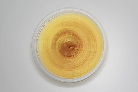 vortice, turbine, Immagine, forma geometrica, cerchio, forma, nessuno, avvicinamento, in casa, giallo, girato in studio, direttamente sopra, Filatura, ritagliare, movimento, natura morta, sfondo bianco, astratto, design, modello, singolo oggetto, cibo e bevande, concentrico, 4K, CC0, dominio pubblico, privo di copyright