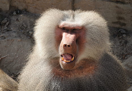 zoo, scimmia, babbuini, osservando, animale, temi animali, primate, fauna selvatica, mammifero, animali allo stato selvatico, un animale, babbuino, parte del corpo animale, vertebrato, arrabbiato, bocca aperta, bocca, nessuno, avvicinamento, testa di animale, ritratto, emozione negativa, espressione facciale, denti di animale, aggressione, all'aperto, bocca animale, 2K, CC0, dominio pubblico, privo di copyright