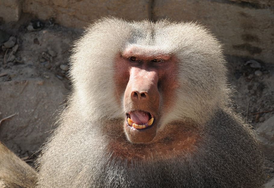 zoo, mico, babuins, observació, animal, temes d'animals, primat, fauna animal, mamífer, animals a la natura, un animal, babuí, part del cos dels animals, vertebrats, ira, boca oberta, boca, cap gent, primer pla, cap d’animals, retrat, emoció negativa, expressió facial, dents d’animals, agressió, a l'aire lliure, boca d’animals, 2K