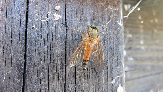 insectes, volar, naturalesa, error, macro, material de fusta, temes d'animals, fauna animal, animals a la natura, animal, invertebrat, un animal, insecte, cap gent, primer pla, dia, textura, a l'aire lliure, funció de construcció de parets, abella, enfocament selectiu, taula, groc, tauler, 1080P, CC0, domini públic, lliure de regalies