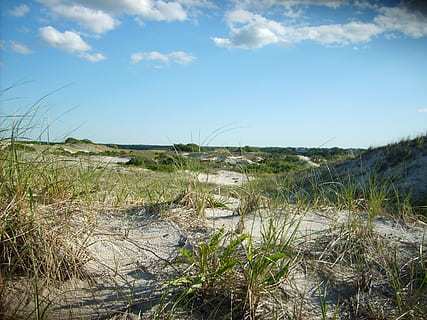 cape cod, massachusetts, Sand Dunes, Cape Cod, Massachusetts, dunes, photos, grass, landscape, masssachusetts, public domain, sand, sky, United States, nature, marram Grass, sand Dune, outdoors, scenics, beach, no People, blue, sea, summer, coastline, day, field, plant, water, scenics - nature, tranquility, land, environment, beauty in nature, growth, tranquil scene, cloud - sky, non-urban scene, swamp, 2K, CC0, public domain, royalty free