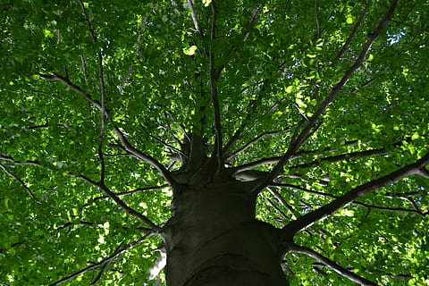 tree, log, tribe, leaves, deciduous tree, plant, tree trunk, green color, trunk, growth, land, nature, forest, low angle view, beauty in nature, no people, branch, day, tranquility, outdoors, plant part, leaf, foliage, full frame, tree canopy, directly below, 4K, CC0, public domain, royalty free
