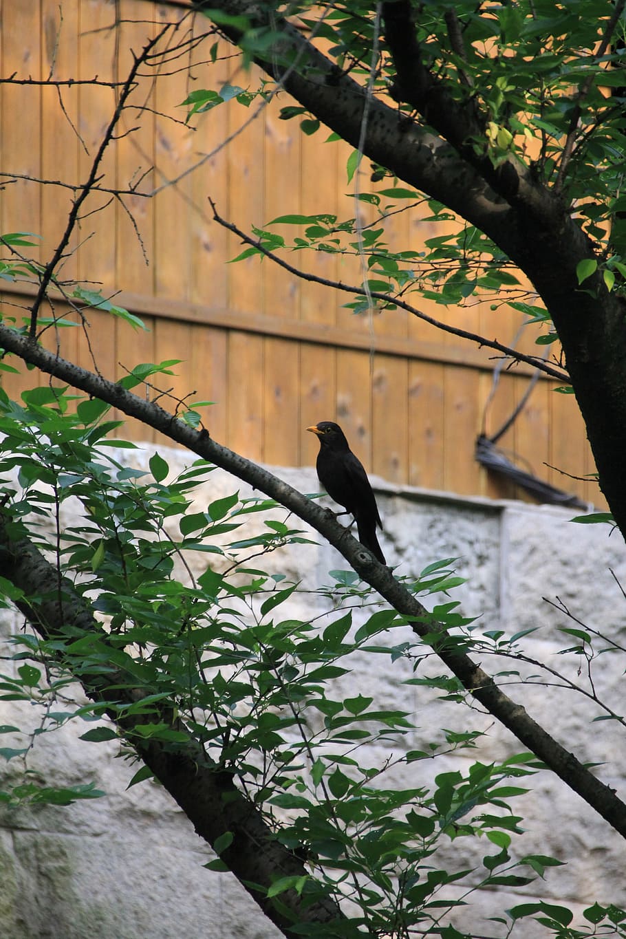 ocell, vista, xihu, temes d'animals, un animal, planta, animal, vertebrats, fauna animal, animals a la natura, posat, arbre, creixement, cap gent, naturalesa, branca, centrar-se en primer pla, a l'aire lliure, dia, part de la planta, full, color negre, 5K