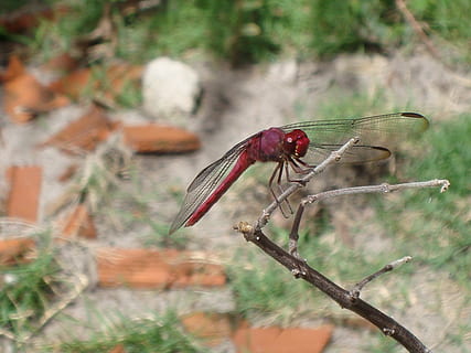 Libelle, Natur, Zickzack, Tiere in freier Wildbahn, Tierthemen, Tierwelt, Tier, ein Tier, Pflanze, wirbellos, Insekt, Fokus auf den Vordergrund, rot, Tag, Nahansicht, keine Leute, Baum, Tierflügel, draußen, Zweig, Ast, Pflanzenstamm, 2K, CC0, gemeinfrei, lizenzfrei