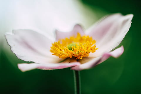 selektiv, Fokus, Rosa, Blütenblatt Blume, Blühen, tagsüber, Nahansicht, Fotografie, Anemonenblume, Gelb, Stigma, Nahaufnahme Fotografie, Weiß, Blume, Natur, Pflanze, Sommer-, Blütenblatt, Makro, Gänseblümchen, Schönheit in der Natur, Frühling, grüne Farbe, einzelne Blume, draußen, Blütenkopf, Blumen, Wiese, Zerbrechlichkeit, Frische, blühende Pflanze, Verletzlichkeit, selektiver Fokus, Blütenstand, Pollen, extreme Nahaufnahme, keine Leute, Wachstum, 5K, CC0, gemeinfrei, lizenzfrei