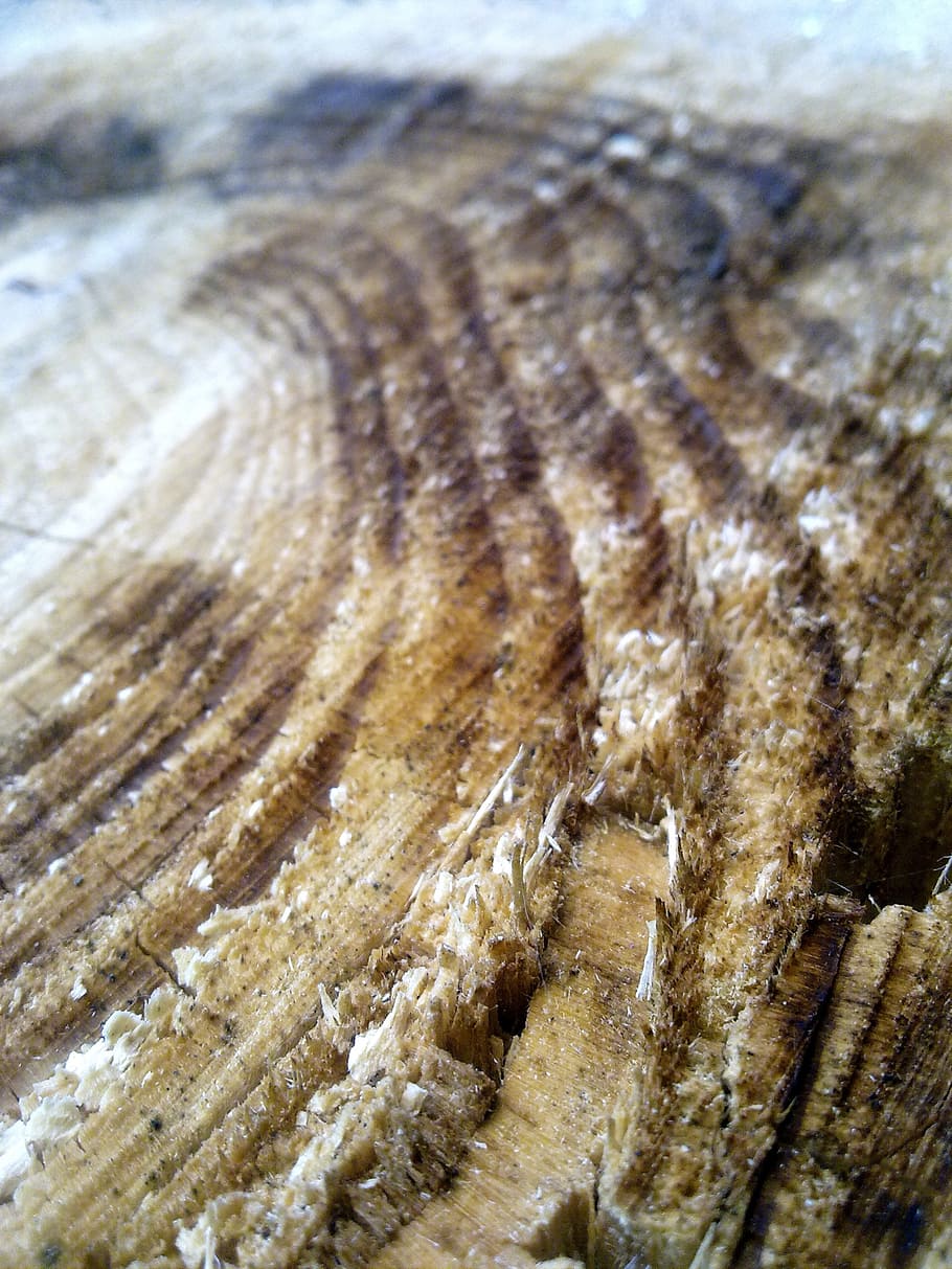 fusta, pila, llenya, naturalesa, holzstapel, emmagatzematge, taules, registre, pinta el tall de fil, arbre, soques, apilat, apilats, culata, pila de fusta, accions en creixement, gra, anells anuals, troncs d’arbres, estructura de fusta, primer pla, textura, marc complet, material de fusta, fons, patró, cap gent, dia, aspre, enfocament selectiu, marró, natura morta, a l'interior, centrar-se en primer pla, primer pla extrem, vista d’angle alt, menjar i beguda, menjar, 2K