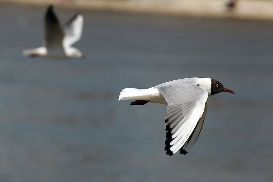 negro, con membrete, blanco, pájaro, volador, Gaviota, volar, alas, pluma, fauna silvestre, pico, salvaje, dom, al aire libre, aviar, majestuoso, criatura, desierto, naturaleza, mamífero, vertebrado, animal, ala animal, mar, ave marina, temas de animales, animales en la naturaleza, fauna animal, alas abiertas, agua, un animal, centrarse en primer plano, día, nadie, movimiento, el color blanco, aire, batiendo, 4K