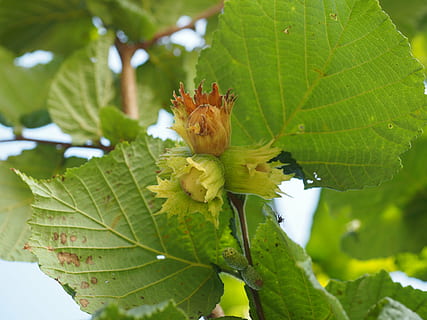 hazelnoot, fruit, struik, deel van de plant, blad, fabriek, groene kleur, groei, detailopname, natuur, bloem, schoonheid in de natuur, bloeiende plant, dag, dier, focus op de voorgrond, dierlijke thema's, één dier, geen mensen, versheid, breekbaarheid, kwetsbaarheid, buitenshuis, bloemhoofd, 4K, CC0, publiek domein, royaltyvrij