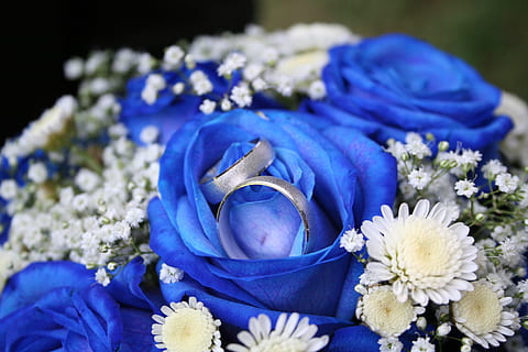 roses, rings, liabilities, flowering plant, flower, blue, plant, purple, close-up, beauty in nature, nature, freshness, no people, indoors, selective focus, fragility, vulnerability, inflorescence, petal, flower head, focus on foreground, jewelry, white color, black background, flower arrangement, softness, bouquet, 2K, CC0, public domain, royalty free