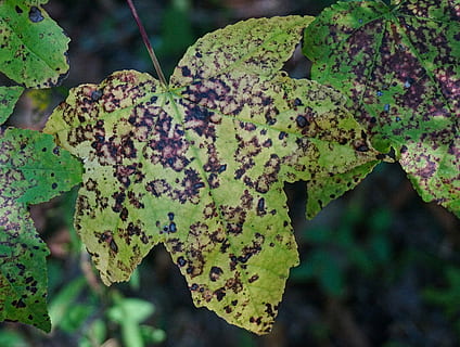 Muster, Ahornblatt, Ahornbaum, Blattmuster, Baum, Pflanze, Natur, fallen, Herbst, Grün, Gelb, lila, Blatt, Tag, draußen, Nahansicht, Fokus auf den Vordergrund, Pflanzenteil, grüne Farbe, Wachstum, keine Leute, Schönheit in der Natur, Verletzlichkeit, Zerbrechlichkeit, Ruhe, Blattvene, Blume, Pflanzenstamm, Blätter, 2K, CC0, gemeinfrei, lizenzfrei