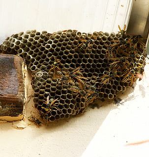Wespennest, Insekten, Zellstruktur, Imkerei, Bienenwabe, Bienenstock, Biene, Tiere in freier Wildbahn, Insekt, Tierthemen, wirbellos, Tier, Honigbiene, Tierwelt, Nahansicht, Gruppe von Tieren, keine Leute, Hexagon, Tag, Schönheit in der Natur, Natur, große Gruppe von Tieren, Honig, 1080P, CC0, gemeinfrei, lizenzfrei