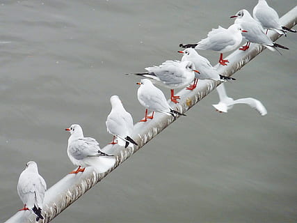gavina, volar, ocell aquàtic, ocells, ocell, cel, món animal, fotografia de fauna salvatge, animal, platja, ala, vol, Butterwort, mar, Color blanc, animals a la natura, hivern, fauna animal, temperatura de fred, grup d’animals, vertebrats, temes d'animals, gran grup d’animals, posat, aigua, dia, cap gent, naturalesa, llac, a l'aire lliure, ramat d’ocells, 1080P, CC0, domini públic, lliure de regalies