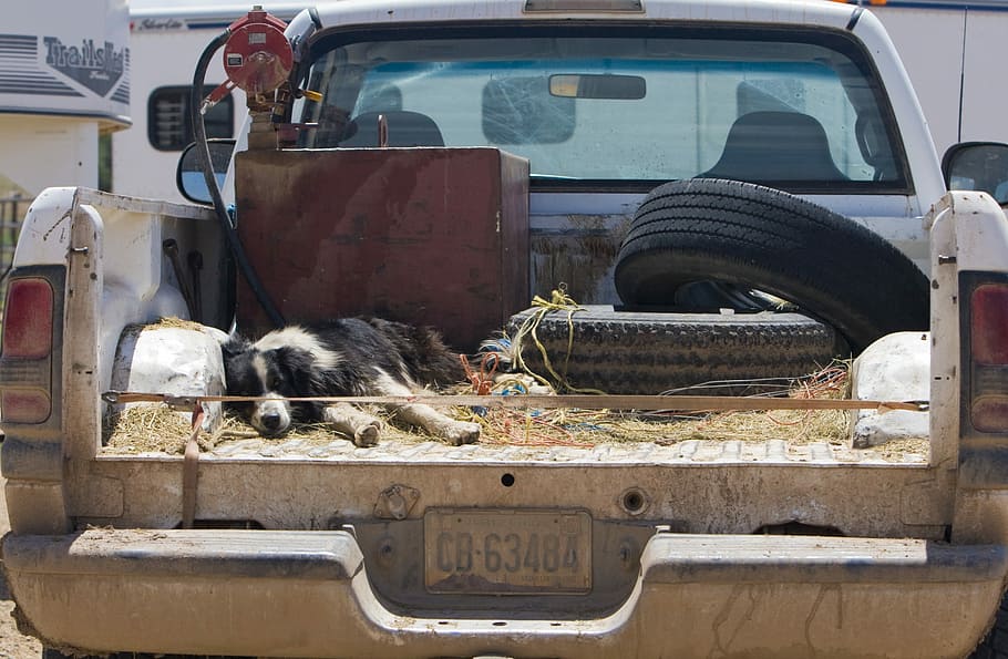 dos, pneumàtics de cotxe, llit de camions, camioneta, gos, dorment, animal, recollida, camió, mascota, cotxe, transport, mode de transport, vehicle terrestre, dia, manera de transport, nacional, temes d'animals, mascotes, mamífer, animals domèstics, un animal, automòbil, vertebrats, gat, gat domèstic, felí, cap gent, abandonat, roda, desguàs, 2K