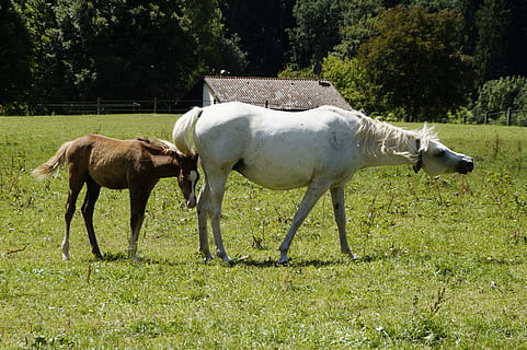 dos, cavalls, caminar, camp de gespa, eugues, poltre, àrabs, cria, motlle, raça de cavalls, raça àrab, animals joves, acoblament, pastures, estiu, eugues amb poltres, mare amb fills, sang sencera, mare i poltre, àrab de pura sang, paddock, pernil, marbach, planta, animals domèstics, animal, temes d'animals, mamífer, bestiar, nacional, camp, herba, terra, vertebrats, mascotes, arbre, cavall, grup d’animals, fauna animal, naturalesa, color verd, dia, creixement, cap gent, herbívors, a l'aire lliure, família d’animals, 5K, CC0, domini públic, lliure de regalies