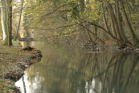 runo, rzeka, odbicia, drzewo, odbicie, roślina, woda, spokój, las, spokojna scena, nabrzeże, Natura, piękno natury, wzrost, jezioro, lesisty teren, bagażnik samochodowy, wylądować, pnia drzewa, scenics - natura, żadnych ludzi, dzień, na dworze, 4K, CC0, domena publiczna, darmowe zdjęcia