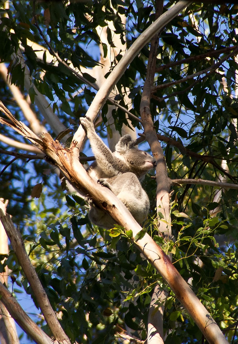 koala, ayı, Avustralya, queensland, keseli, vahşi, ağaç, yağmur ormanı, bitki, şube, düşük açılı görünüş, hayvan temaları, hayvan, bir hayvan, hayvan yaban hayatı, vahşi hayvanlar, memeli, omurgalı, doğa, insansız, gün, Yaprak, gevşeme, bitki bölümü, başpiskopos, açık havada, uyuyor, 2K
