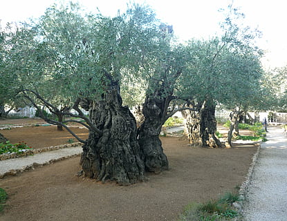 albero verde, ulivi, Gerusalemme, Israele, albero, natura, pianta, crescita, giorno, strada, nessuno, bellezza nella natura, cielo, all'aperto, tronco, tronco d'albero, sentiero, parco, la tranquillità, campo, terra, parco - spazio creato dall'uomo, mezzi di trasporto, scena tranquilla, treelined, 2K, CC0, dominio pubblico, privo di copyright