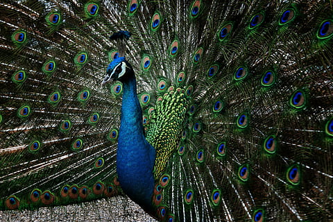 pavão, pena, pássaro, rabo, majestoso, azul esverdeado, temas animais, animal, pena de pavão, vertebrado, um animal, espalharam-se, animais selvagens, animais em estado selvagem, beleza na natureza, animal macho, azul, multi colorido, ninguém, padrão natural, fechar-se, dia, natureza, cabeça de animal, 5K, CC0, domínio público, royalty free