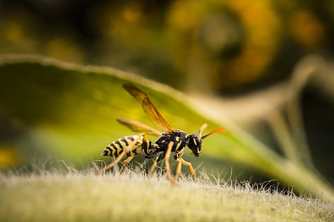 vosa, hmyz, makro, skutečný, zvíře, opravdová vosa, fauna, letní, žlutá, jednoho zvířete, zvířat, selektivní zaměření, zvířata ve volné přírodě, bezobratlý, rostlina, detail, Příroda, mravenec, tráva, nikdo, den, krása v přírodě, rostlinné části, list, venku, zvířecí křídlo, 2K, CC0, veřejná doména, bez autorských práv