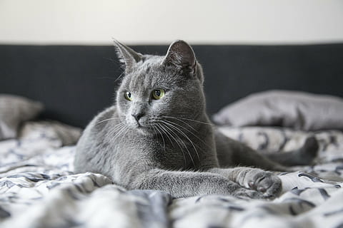 gato cinzento curto-revestido, gatinha, gatinho, gato, animal, fofa, doméstico, engraçado, felino, jovem, fofo, adorável, pele, olhos, mamífero, doce, face, retrato, natureza, orelhas, pequeno, peludo, curioso, amor, puro sangue, azul, cinzento, gato doméstico, temas animais, um animal, deitado, relaxamento, bigode, dentro de casa, pets, olhando para a câmera, animais domésticos, mobília, cama, quarto, ninguém, cabeça de animal, 5K, CC0, domínio público, royalty free