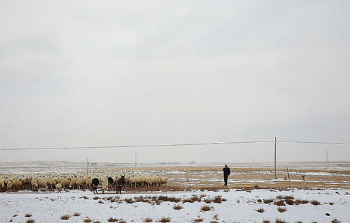 vyras, avių, ganytojas, bandos, žiemą, sniegas, šalta, vien tik, kraštovaizdį, dangus, šuo, pobūdį, žemės, žinduolių, aplinką, Naminiai gyvūnai, lauke, augintiniai, grožis gamtoje, vidaus, vienas asmuo, šalta temperatūra, visas ilgis, riba, vyrai, 4K, CC0, Viešasis domenas, nemokamai