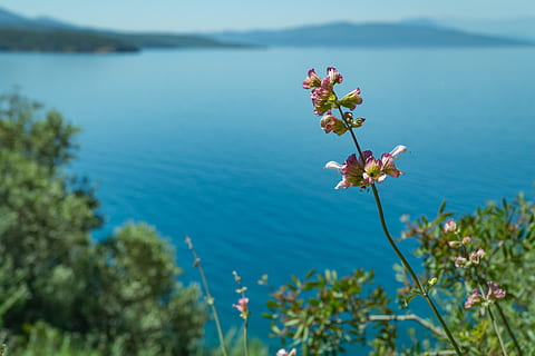 sea, landscape, mountains, nature, bay, beach, bright, daylight, flora, flowers, ocean, outdoors, scenic, seascape, seashore, sky, trees, water, plant, flower, flowering plant, beauty in nature, freshness, fragility, vulnerability, growth, day, focus on foreground, close-up, tranquility, petal, lake, no people, flower head, tranquil scene, pink color, springtime, 4K, CC0, public domain, royalty free