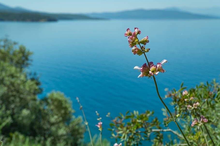 hav, landskab, bjerge, natur, Bugt, strand, lyse, dagslys, flora, blomster, ocean, udendørs, naturskøn, marinemaleri, kysten, himmel, træer, vand, plante, blomst, blomstrende plante, skønhed i naturen, friskhed, skrøbelighed, sårbarhed, vækst, dag, fokus på forgrunden, tæt på, ro, kronblad, sø, ingen mennesker, blomsterhoved, rolig scene, lyserød farve, forår, 4K