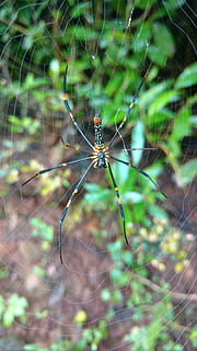 Spinne, wab, Grün, wirbellos, Tierthemen, ein Tier, Tierwelt, Spinnennetz, Tiere in freier Wildbahn, Zerbrechlichkeit, Tier, Insekt, Spinnentier, Gliederfüßer, Verletzlichkeit, Nahansicht, Fokus auf den Vordergrund, Natur, Tag, keine Leute, Netz, Zoologie, draußen, Tierbein, Komplexität, 5K, CC0, gemeinfrei, lizenzfrei