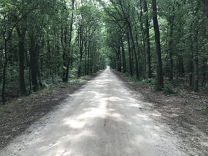 arbres, avinguda, Camí, naturalesa, senderisme, sendera, arbre, bosc, planta, el camí a seguir, direcció, terra, transport, tranquil·litat, carretera, perspectiva decreixent, creixement, bellesa a la natura, escena tranquil·la, tronc, tronc de l'arbre, cap gent, dia, escena no urbana, a l'aire lliure, treelined, llarg, bambú - planta, 4K, CC0, domini públic, lliure de regalies