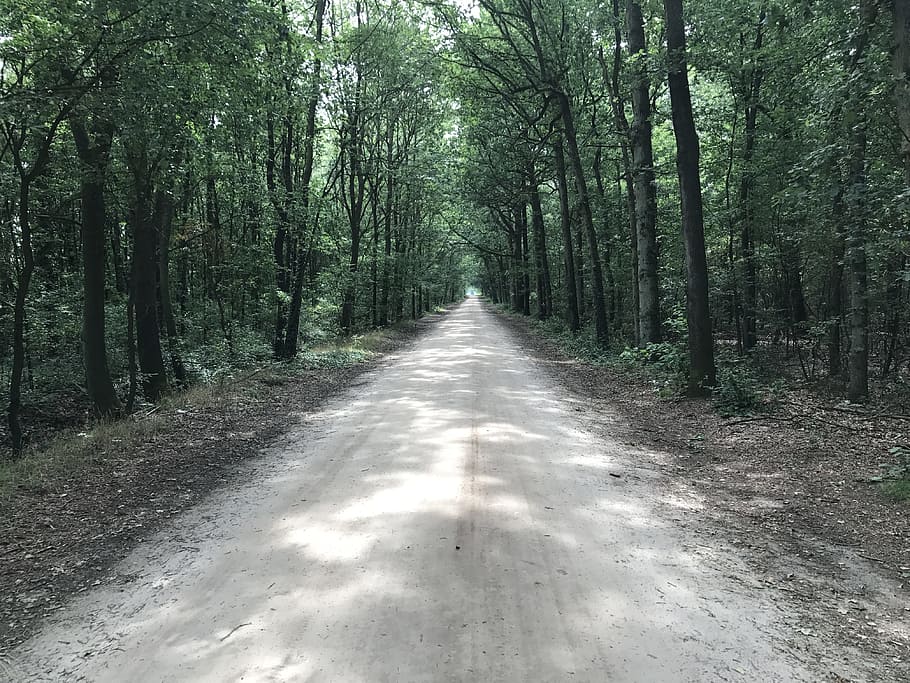arbres, avinguda, Camí, naturalesa, senderisme, sendera, arbre, bosc, planta, el camí a seguir, direcció, terra, transport, tranquil·litat, carretera, perspectiva decreixent, creixement, bellesa a la natura, escena tranquil·la, tronc, tronc de l'arbre, cap gent, dia, escena no urbana, a l'aire lliure, treelined, llarg, bambú - planta, 4K