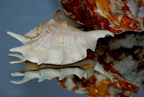 concha bege, Concha do mar, Rocha, pedra, dappled, textura, fatura, tons de, infiltra, formações ferruginosas, minerais, calcário, calcita, minério de ferro, compostos de ferro, Concha vazia, concha clara, picos de conchas, conchas dos anexos, reflexão, quartzo, ilusão, ventilador, fechar-se, Comida, comida e bebida, dentro de casa, ninguém, frescura, ainda vida, tiro do estúdio, produtos lácteos, animal, alimentação pouco saudável, animais selvagens, mesa, bem-estar, carne, focar em primeiro plano, vegetal, pronto para comer, macro, café da manhã, 2K, CC0, domínio público, royalty free
