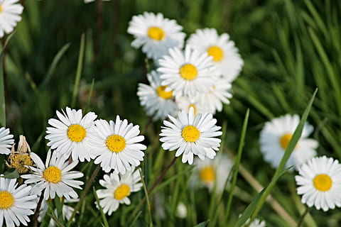 daisy, forår eng, eng, forår, blomst eng, natur, græs, Krydderurt, blomster, tæt, solrig, vilde blomster, blomstringstid, hjerner, blomst, sommer, plante, gul, udendørs, grøn farve, friskhed, kamille plante, hvid, blomstrende plante, skrøbelighed, vækst, sårbarhed, kronblad, skønhed i naturen, tæt på, blomsterhoved, blomsterstand, hvid farve, Mark, dag, ingen mennesker, jord, pollen, blomsterseng, 4K, CC0, offentligt domæne, royaltyfrie