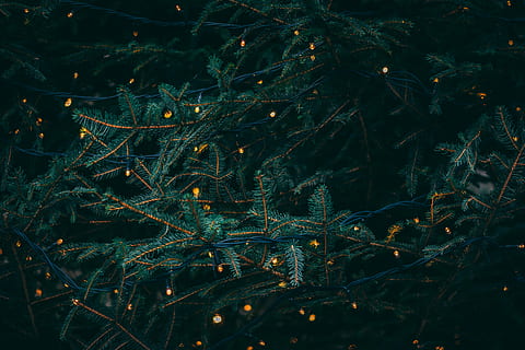 žalias, pušies, fireflies, nuotrauka, lapuotas, medis, Kalėdų eglutė, šviesos, lapija, augalų, augimą, pobūdį, nėra žmonių, žalia spalva, grožis gamtoje, naktis, ramybė, lauke, Iš arti, filialas, atrankinis dėmesys, augalų dalis, žemės, lapai, visą kadrą, miškas, šviečia, eglė, spygliuočių medis, 5K, CC0, Viešasis domenas, nemokamai