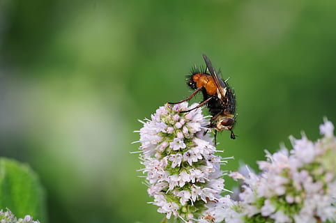 fliegen, Schwebfliege, Insekt, Garten, Natur, Sommer-, große campestris, gemeinsamer garten campestris, Blume, ein Tier, Tierthemen, Zerbrechlichkeit, wirbellos, blühende Pflanze, Tier, Tierwelt, Tiere in freier Wildbahn, Pflanze, Frische, Verletzlichkeit, Schönheit in der Natur, Nahansicht, Blütenkopf, Fokus auf den Vordergrund, Blütenblatt, Wachstum, Biene, Bestäubung, keine Leute, Tierflügel, Hummel, Frühling, lila, 4K, CC0, gemeinfrei, lizenzfrei