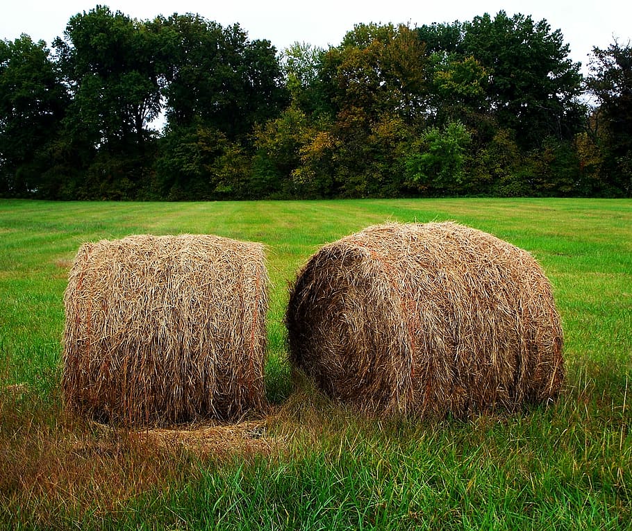 fenc, bails, rodó, bales, palla, bales rodones, agricultura, granja, cultiu, camp, rural, bala, país, collita, paller, ranxo, temporada, menjar, herba, arbre, planta, terra, paisatge, color verd, naturalesa, tranquil·litat, creixement, cap gent, bellesa a la natura, dia, escena tranquil·la, medi ambient, a l'aire lliure, 2K