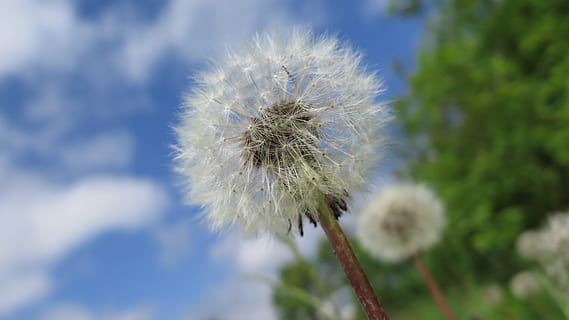 dente di leone, soffice, estate, soffice tarassaco, macro, natura, bianca, fiore, cielo, pianta, all'aperto, blu, primavera, avvicinamento, giorno, fragilità, crescita, bellezza nella natura, pianta fiorita, freschezza, vulnerabilità, concentrarsi sulle conoscenze acquisite, Colore bianco, nessuno, infiorescenza, testa di fiore, stelo vegetale, messa a fuoco selettiva, morbidezza, semi di dente di leone, 4K, CC0, dominio pubblico, privo di copyright