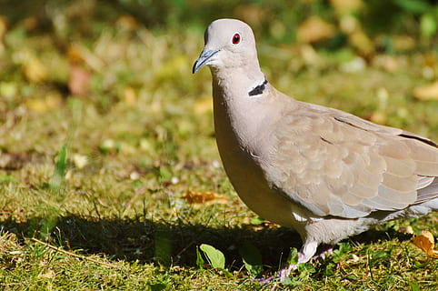 colom, ocell, collar, naturalesa, colom de la ciutat, aus de corral, ala, alimentació, un animal, animals a la natura, temes d'animals, fauna animal, herba, animal, vertebrats, cap gent, planta, dia, colom - ocell, centrar-se en primer pla, camp, primer pla, llum solar, terra, posat, Color blanc, a l'aire lliure, 4K, CC0, domini públic, lliure de regalies