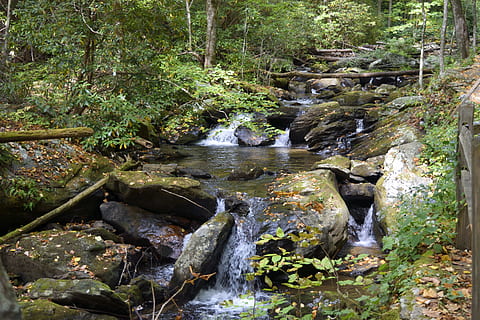water, stream, nature, river, wood, moss, waterfall, rock, leaf, stone, tree, creek, landscape, wet, outdoors, cascade, flora, environment, anna ruby falls, georgia, usa, green, forest, foliage, flowing, color, motion, plant, flowing water, beauty in nature, solid, land, scenics - nature, rock - object, growth, no people, tranquility, downloading, stream - flowing water, running water, rainforest, 5K, CC0, public domain, royalty free