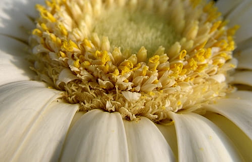 fiore, macro, bianca, fiore primaverile, freschezza, pianta, cibo, giallo, pianta fiorita, cibo e bevande, nessuno, avvicinamento, verdura, natura, bellezza nella natura, agricoltura, Mais, cibo crudo, raccolto, petalo, crescita, benessere, polline, testa di fiore, 2K, CC0, dominio pubblico, privo di copyright