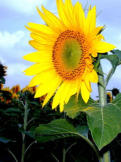 Sunflower, Yellow, Sky, Optimism, yellow, sky, economic plant, flower, petal, nature, cloud - sky, plant, growth, flower head, flowering plant, inflorescence, beauty in nature, fragility, freshness, vulnerability, close-up, plant part, leaf, pollen, no people, outdoors, sepal, 1080P, CC0, public domain, royalty free