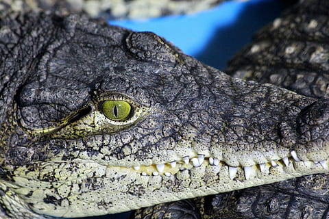 krokodyl, oko, zęby, zbliżenie, makro, gad, zagrożenie, drapieżnik, żółte oczy, zwierzę, aligator, dzikiej przyrody, mięsożerne, Natura, zęby zwierzęce, zwierzęta na wolności, jedno zwierzę, tematy zwierzęce, zwierzęca przyroda, część ciała zwierzęcia, kręgowiec, głowa zwierzęcia, oko zwierzęcia, żadnych ludzi, jaszczurka, dzień, iguana, skala zwierząt, skupić się na pierwszym planie, 2K, CC0, domena publiczna, darmowe zdjęcia