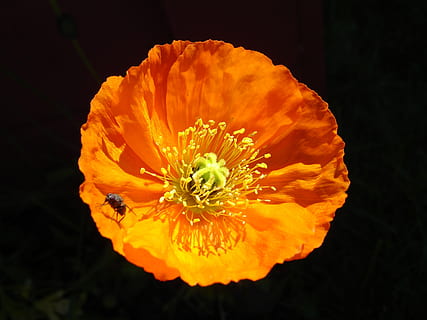 blomst, flue, insekt, sommer, kronblad, skønhed i naturen, blomstrende plante, skrøbelighed, blomsterhoved, friskhed, plante, blomsterstand, orange farve, sårbarhed, tæt på, vækst, natur, pollen, ingen mennesker, udendørs, direkte over, morgenfrue, orange, sort baggrund, 2K, CC0, offentligt domæne, royaltyfrie